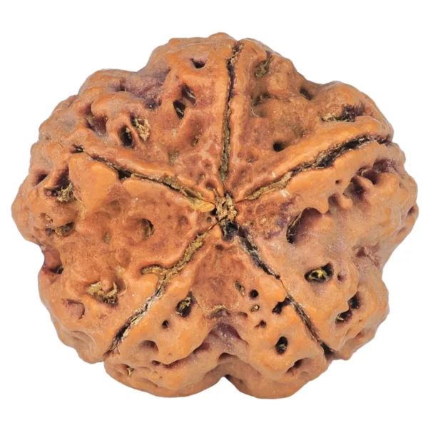 5 Mukhi Rudraksha 30.8mm 8.38gm - Rudraksha back