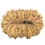 21 Mukhi Rudraksha 30.8mm 4.1gm - Rudraksha back