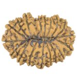 18 Mukhi Rudraksha 30.7mm 4.37gm - Rudraksha back