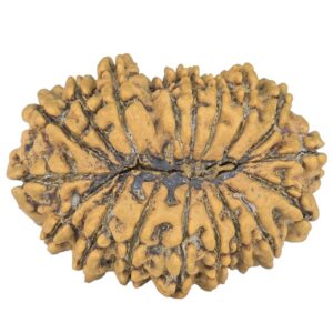 18 Mukhi Rudraksha 30.7mm 4.37gm - Rudraksha back