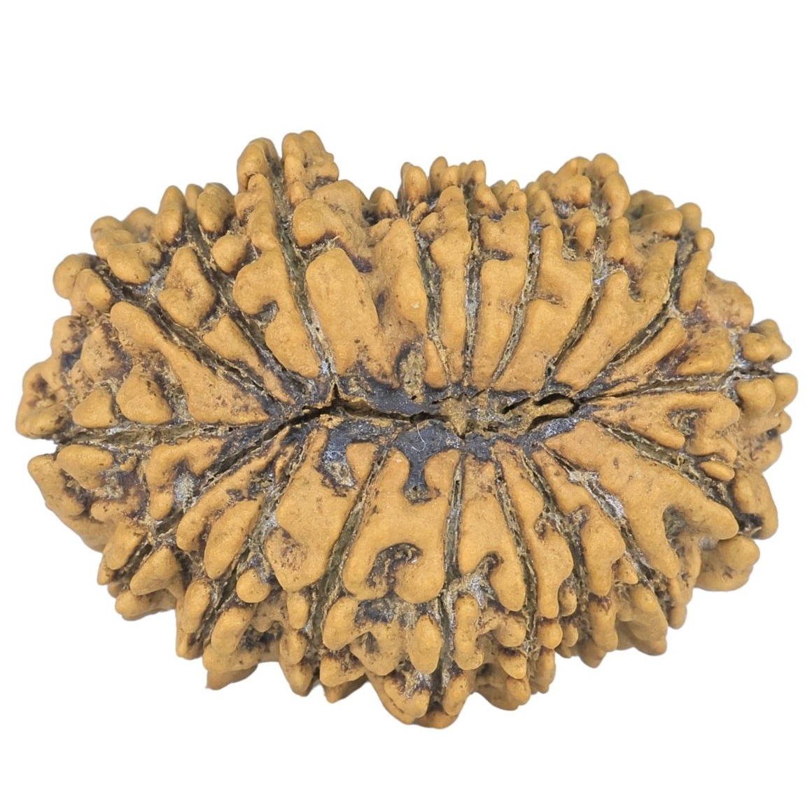 18 Mukhi Rudraksha 30.7mm 4.37gm - Rudraksha back