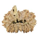 14 Mk Gaurishankar & Ganesh 26.1mm 3.3gm - Rudraksha back