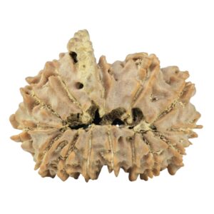 14 Mk Gaurishankar & Ganesh 26.1mm 3.3gm - Rudraksha back