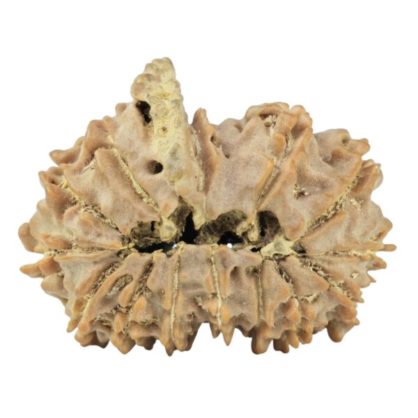 14 Mk Gaurishankar & Ganesh 26.1mm 3.3gm - Rudraksha back