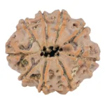 9 Mukhi Rudraksha 25.7mm 4.32gm - Rudraksha back