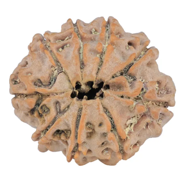 9 Mukhi Rudraksha 25.7mm 4.32gm - Rudraksha back