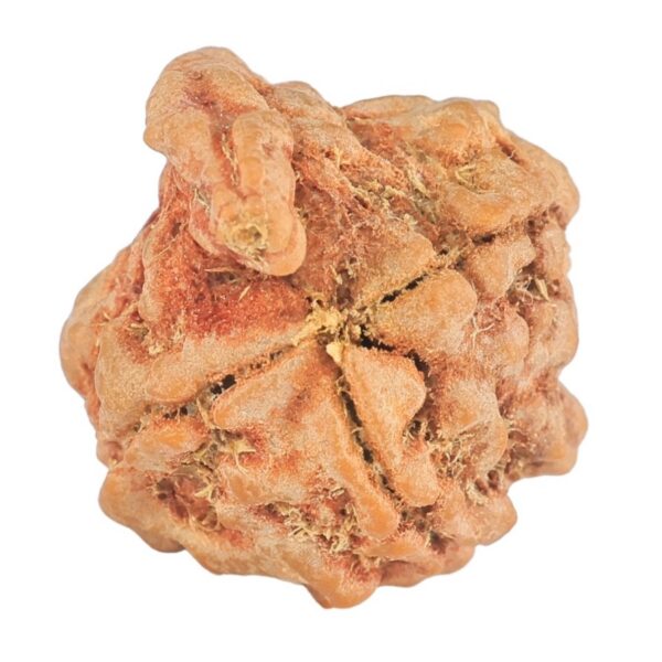 3 Mukhi Ganesh 22.6mm 3.04gm - Rudraksha back