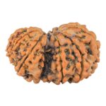 11 Mukhi Garbhgauri 28.4mm 4.41gm - Rudraksha back