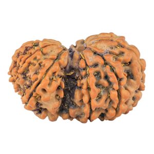 11 Mukhi Garbhgauri 28.4mm 4.41gm - Rudraksha back