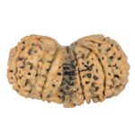 10 Mukhi G.S & Ganesh 37.6mm 6.59gm - Rudraksha back