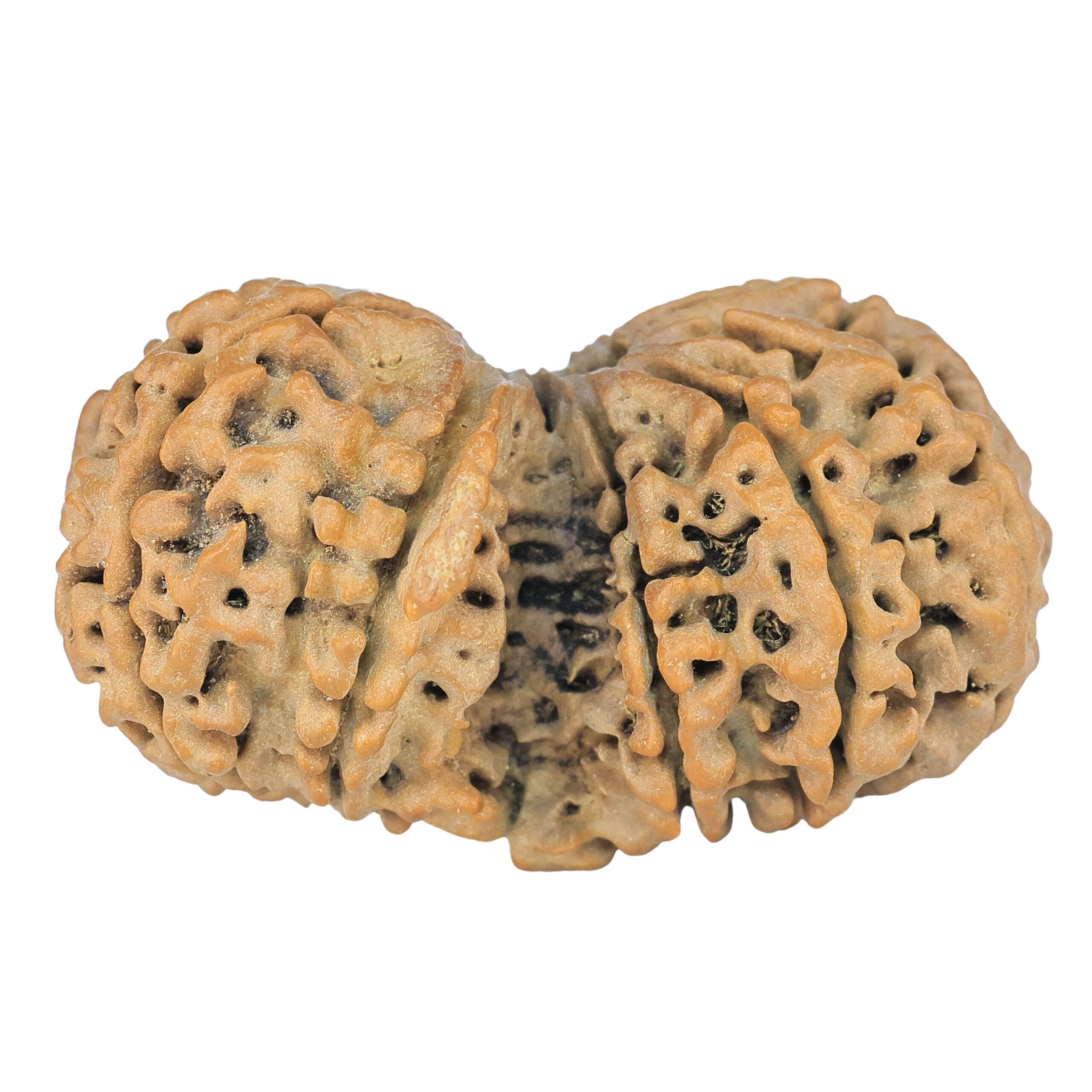 10 Mukhi G.S & Ganesh 37.6mm 6.59gm - Rudraksha back