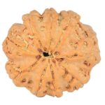 9 Mukhi Rudraksha 24mm 3.81gm - Rudraksha back