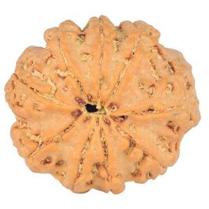 9 Mukhi Rudraksha 24mm 3.81gm - Rudraksha back