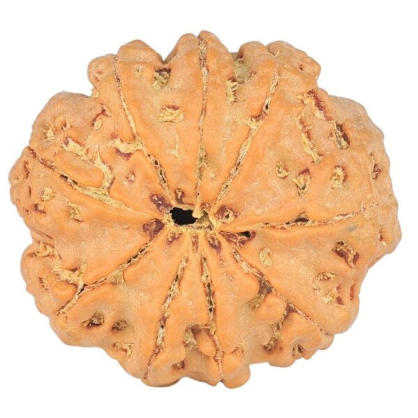 9 Mukhi Rudraksha 24mm 3.81gm - Rudraksha back