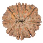 9 Mukhi Rudraksha 23.1mm 3.68gm - Rudraksha back
