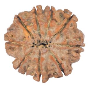 9 Mukhi Rudraksha 23.1mm 3.68gm - Rudraksha back