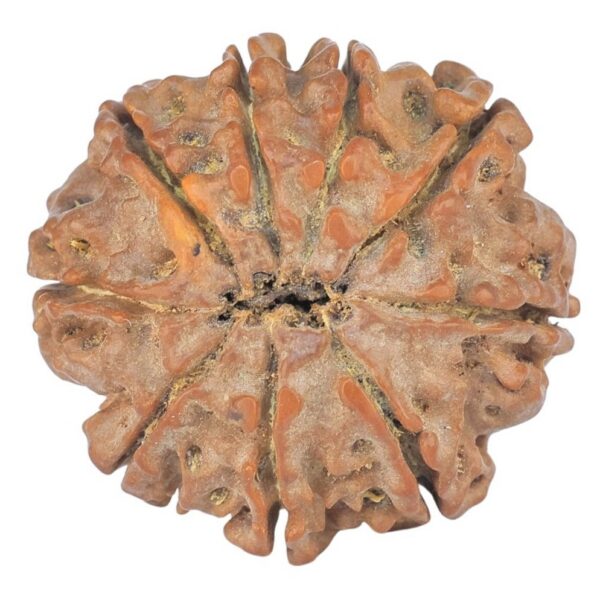 9 Mukhi Rudraksha 23.1mm 3.68gm - Rudraksha back
