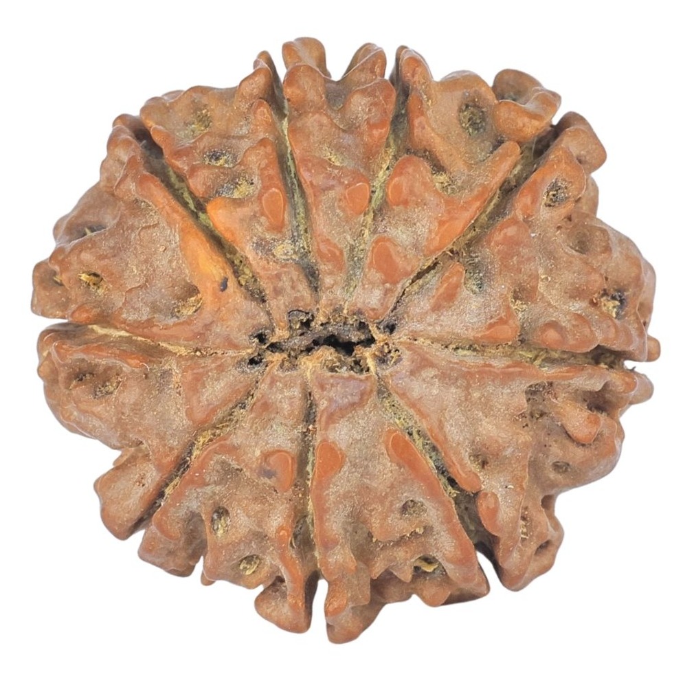 9 Mukhi Rudraksha 23.1mm 3.68gm - Rudraksha back