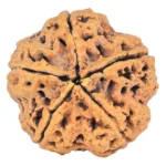 5 Mukhi Rudraksha 29.9mm 7.11gm - Rudraksha back