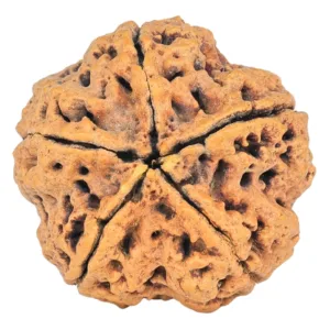 5 Mukhi Rudraksha 29.9mm 7.11gm - Rudraksha back