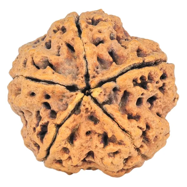 5 Mukhi Rudraksha 29.9mm 7.11gm - Rudraksha back