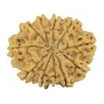 11 Mukhi Rudraksha 28.4mm 4.78gm - Rudraksha back