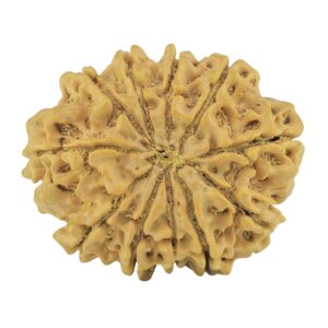 11 Mukhi Rudraksha 28.4mm 4.78gm - Rudraksha back