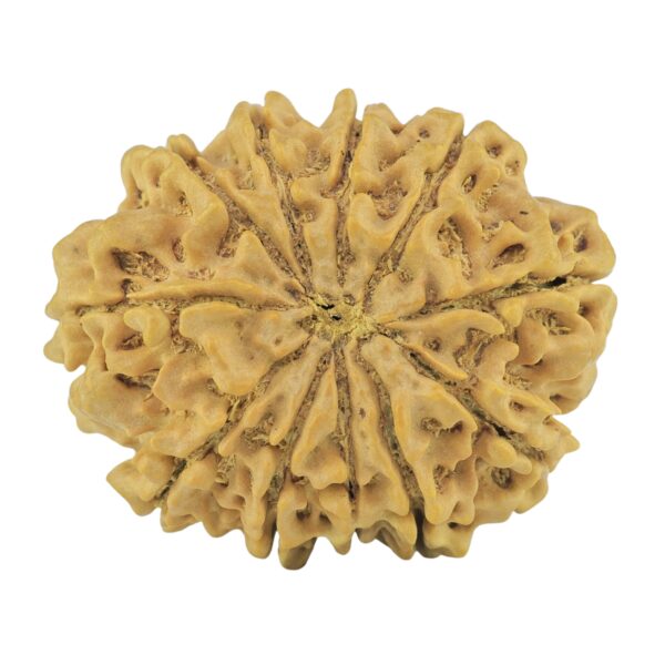 11 Mukhi Rudraksha 28.4mm 4.78gm - Rudraksha back