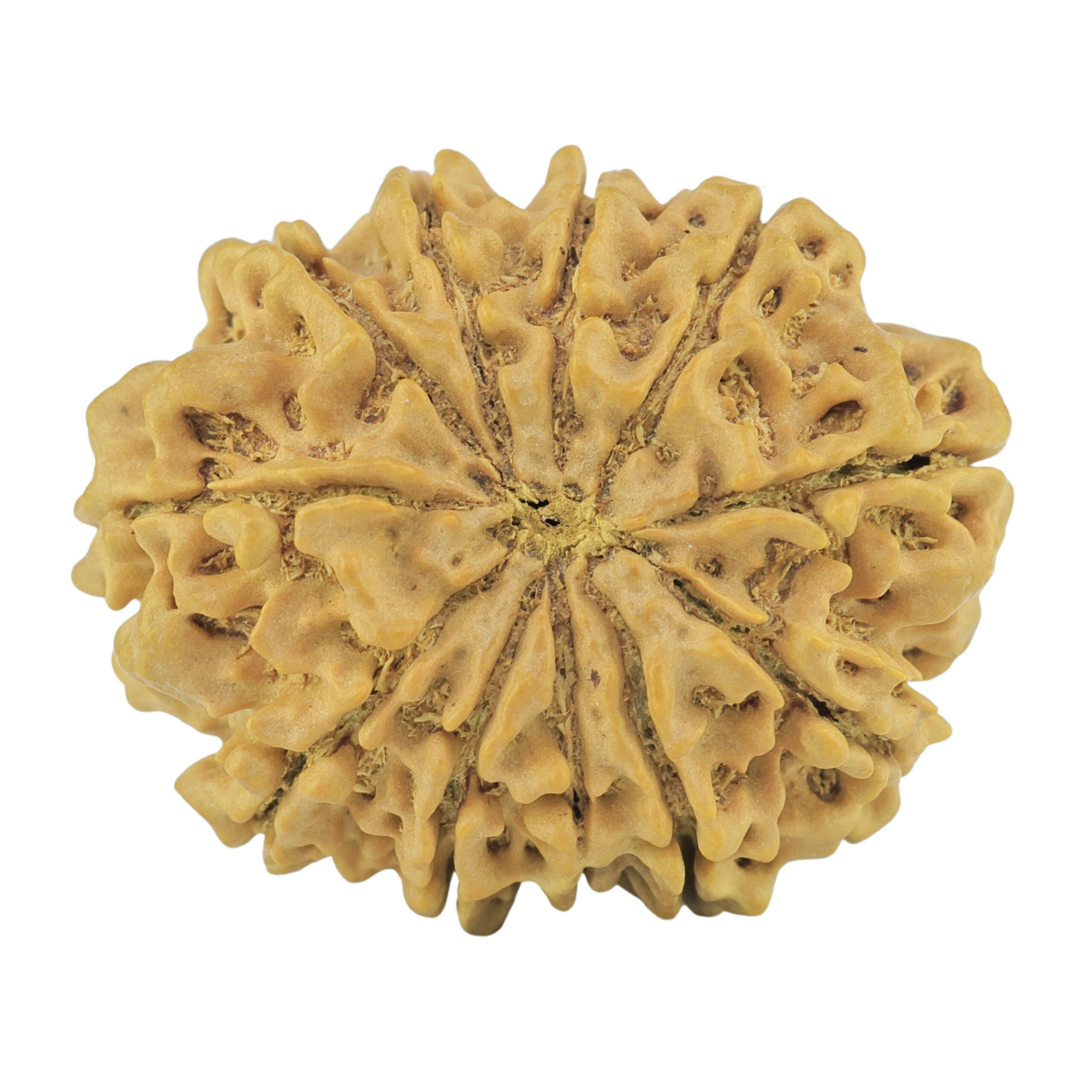11 Mukhi Rudraksha 28.4mm 4.78gm - Rudraksha back