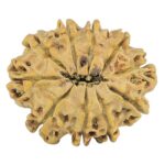 10 Mukhi Rudraksha 24.5mm 2.62gm - Rudraksha back