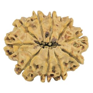 10 Mukhi Rudraksha 24.5mm 2.62gm - Rudraksha back