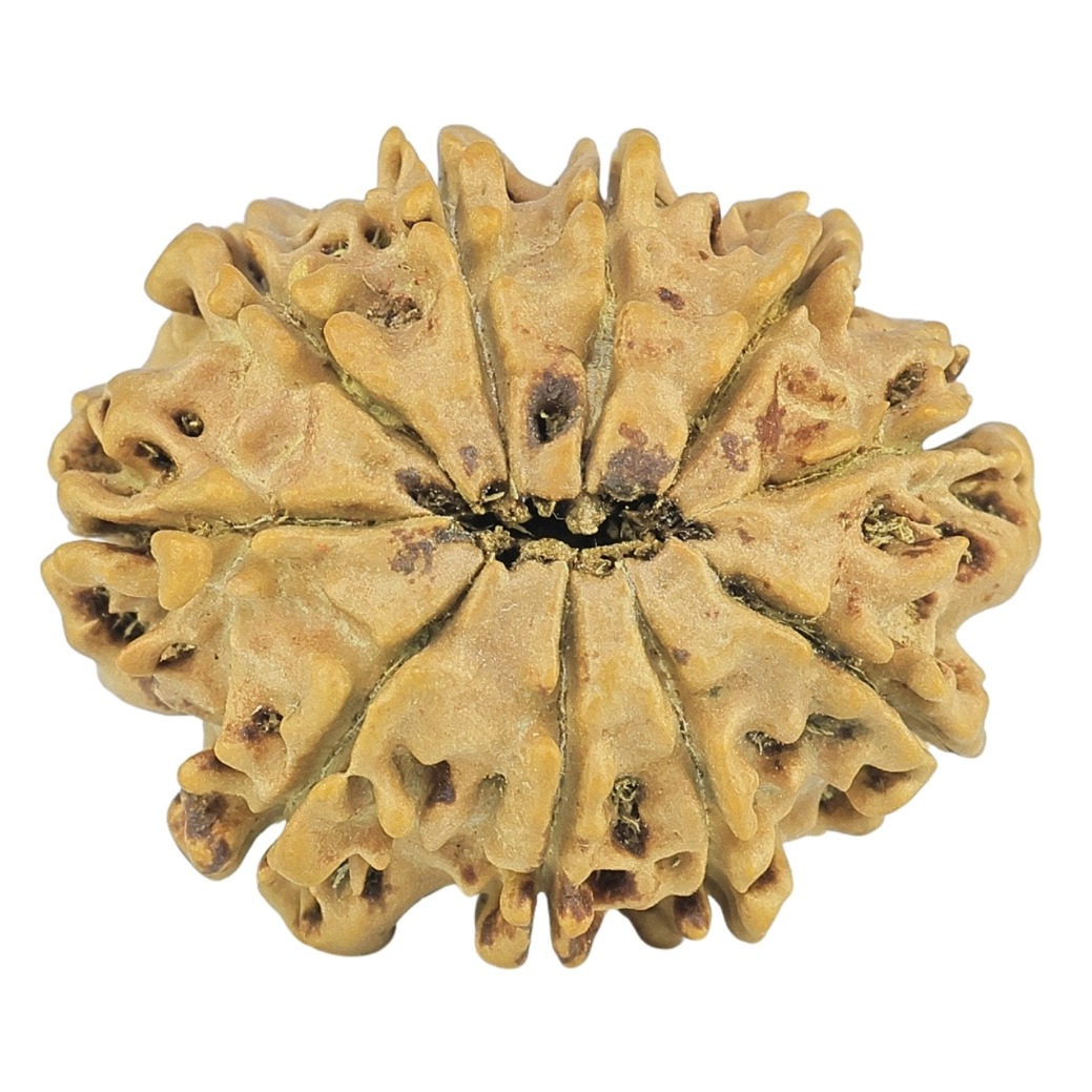 10 Mukhi Rudraksha 24.5mm 2.62gm - Rudraksha back