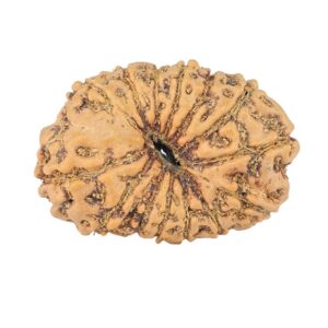 14 Mukhi Rudraksha 23.7mm 2.38gm - Rudraksha back