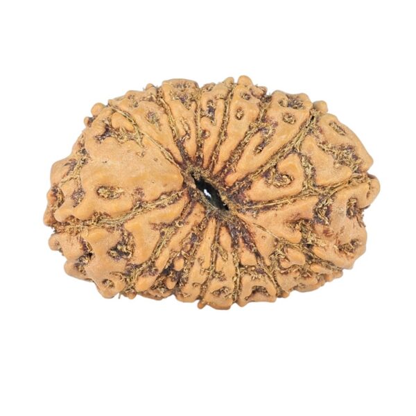 14 Mukhi Rudraksha 23.7mm 2.38gm - Rudraksha back