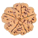 5 Mukhi Rudraksha 29.6mm 8.31gm - Rudraksha back