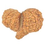 13 Mukhi Mini Trijuti 30.9mm 5.15gm - Rudraksha back