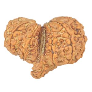 13 Mukhi Mini Trijuti 30.9mm 5.15gm - Rudraksha back
