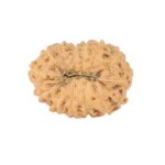 14 Mukhi Rudraksha 16mm 1.07gm - Rudraksha back