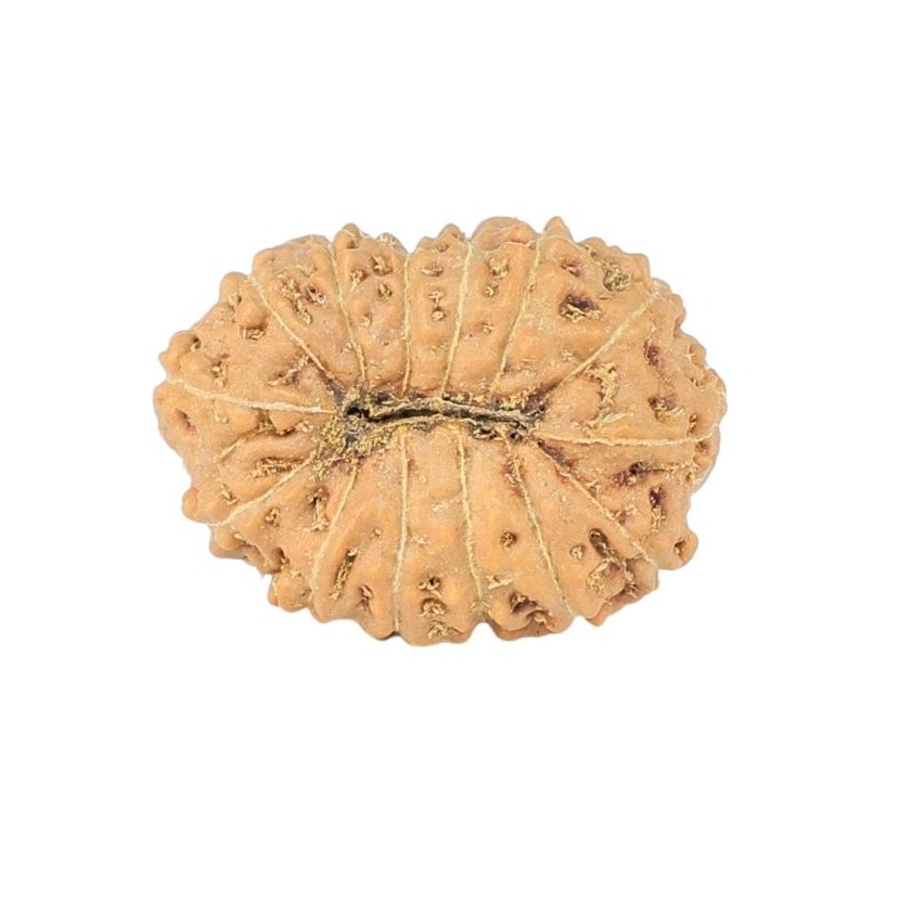 14 Mukhi Rudraksha 16mm 1.07gm - Rudraksha back