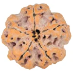 5 Mukhi Rudraksha 29mm 8.27gm - Rudraksha back
