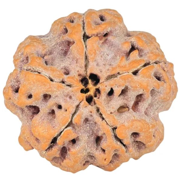 5 Mukhi Rudraksha 29mm 8.27gm - Rudraksha back
