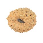 14 Mukhi Rudraksha 22.6mm 2.13gm - Rudraksha back