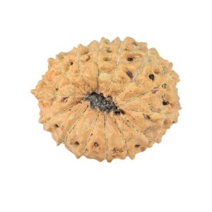 14 Mukhi Rudraksha 22.6mm 2.13gm - Rudraksha back