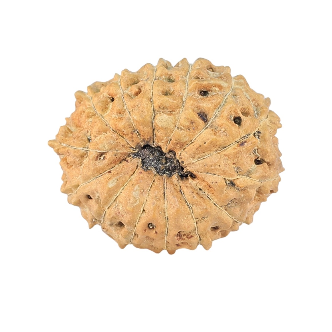 14 Mukhi Rudraksha 22.6mm 2.13gm - Rudraksha back