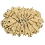 14 Mukhi Rudraksha 31mm 4.7gm - Rudraksha back
