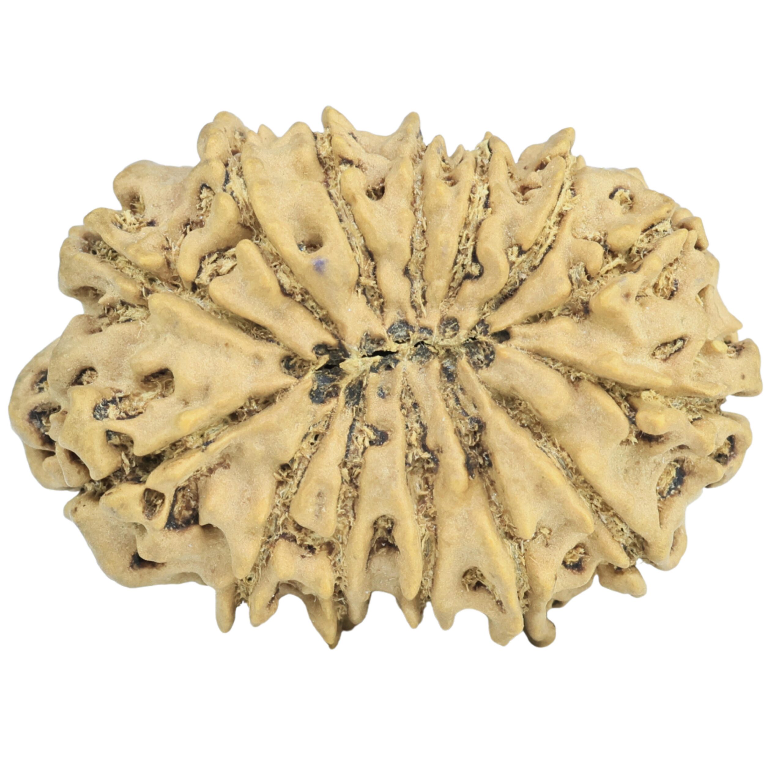14 Mukhi Rudraksha 31mm 4.7gm - Rudraksha back