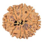 9 Mukhi Rudraksha 22.2mm 2.79gm - Rudraksha back