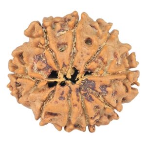 9 Mukhi Rudraksha 22.2mm 2.79gm - Rudraksha back