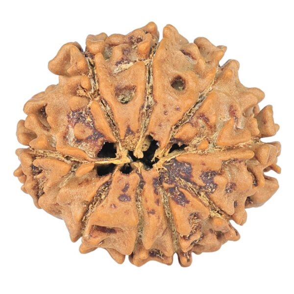 9 Mukhi Rudraksha 22.2mm 2.79gm - Rudraksha back