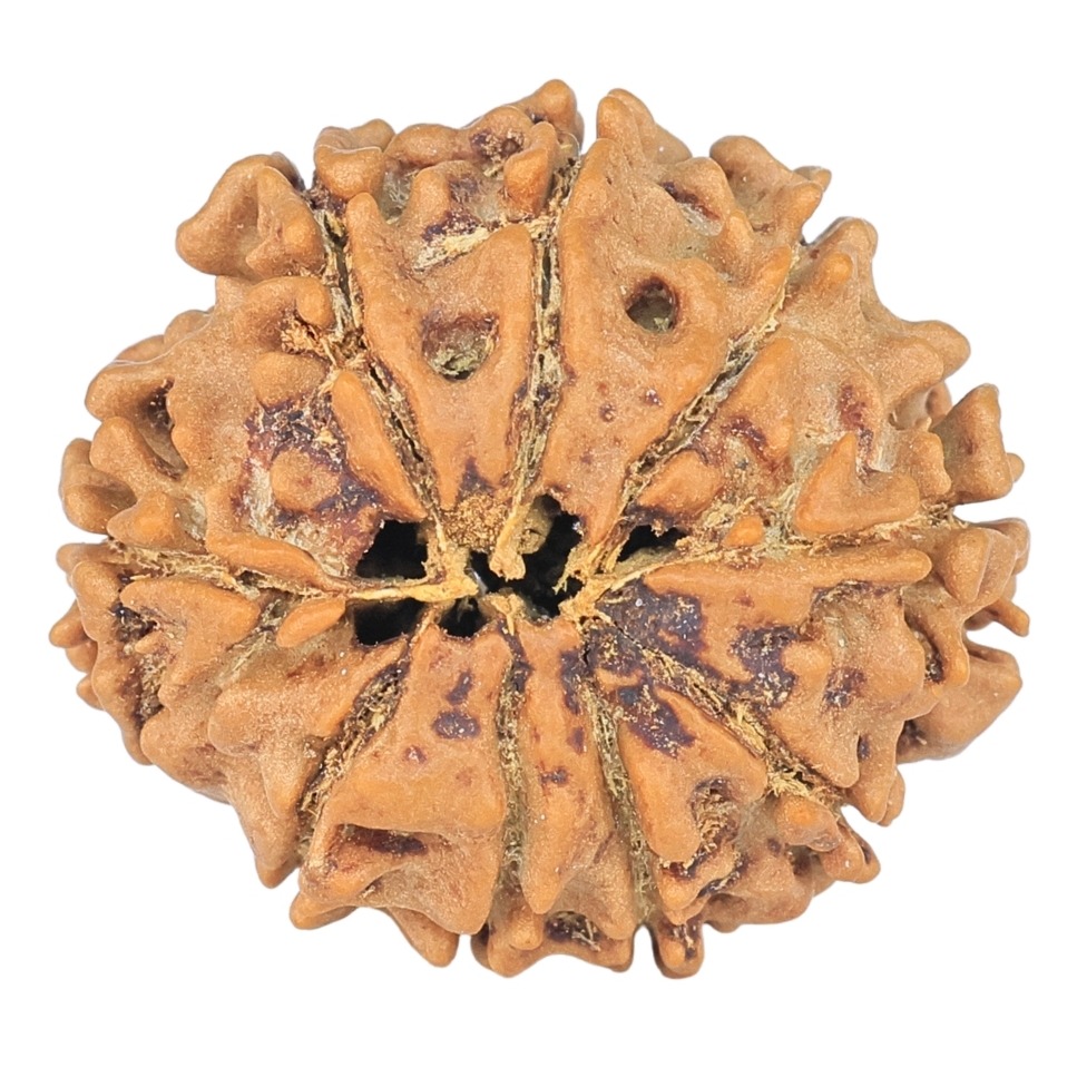 9 Mukhi Rudraksha 22.2mm 2.79gm - Rudraksha back